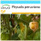 SAFLAX Geschenk Set - Kapstachelbeere - Physalis - 100 Samen 1