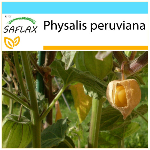 SAFLAX Geschenk Set - Kapstachelbeere - Physalis - 100 Samen