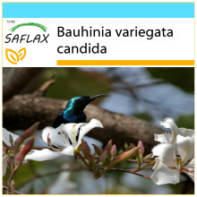 SAFLAX Geschenk Set - Weißer Orchideenbaum - Bauhinia - 5 Samen