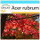 SAFLAX Geschenk Set - Rotahorn - Acer - 20 Samen 1