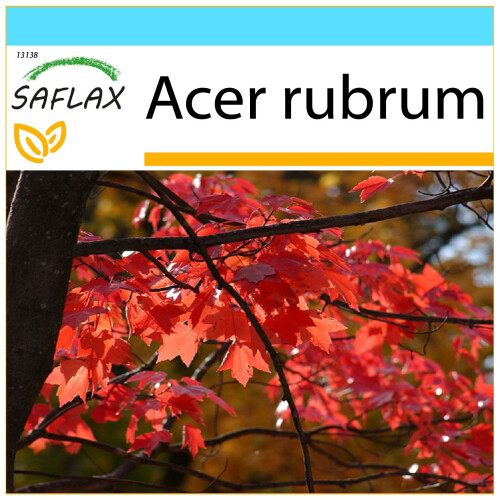 SAFLAX Geschenk Set - Rotahorn - Acer - 20 Samen