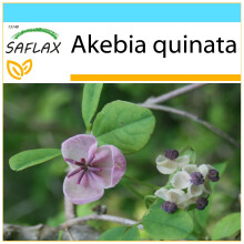 SAFLAX Geschenk Set - Schokoladenwein - Akebia - 10 Samen