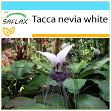 SAFLAX Geschenk Set - Nepal - Fledermausblume - Tacca - 10 Samen
