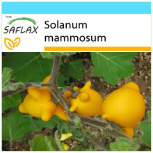 SAFLAX Geschenk Set - Kuheuterpflanze - Solanum - 10 Samen