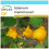 SAFLAX Geschenk Set - Kuheuterpflanze - Solanum - 10 Samen 1