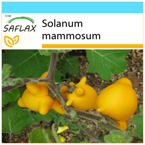 SAFLAX Geschenk Set - Kuheuterpflanze - Solanum - 10 Samen