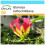 SAFLAX Geschenk Set - Kletterlilie - Gloriosa - 15 Samen 1