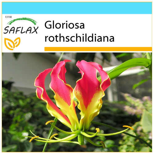 SAFLAX Geschenk Set - Kletterlilie - Gloriosa - 15 Samen