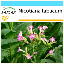 SAFLAX Geschenk Set - Virginischer Tabak - Nicotiana - 250 Samen