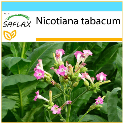 SAFLAX Geschenk Set - Virginischer Tabak - Nicotiana - 250 Samen