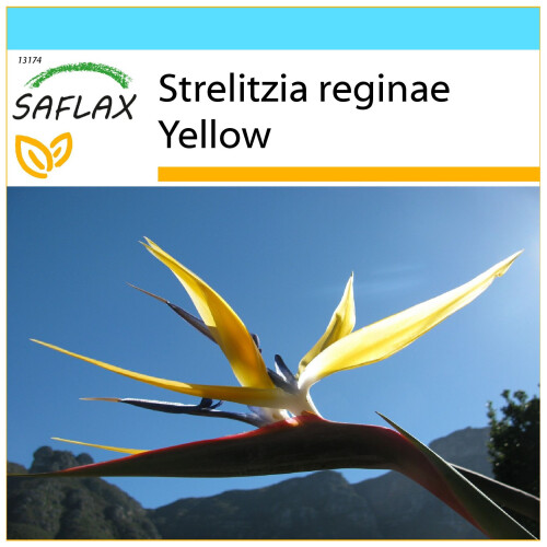SAFLAX Set regalo - Strelitzia gialla - 4 semi - Strelitzia