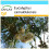 SAFLAX Geschenk Set - Roter Flusseucalyptus - Eucalyptus - 200 Samen 1