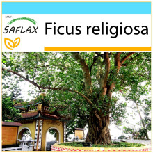 SAFLAX Geschenk Set - Buddhafeige - Ficus - 100 Samen