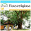 SAFLAX Geschenk Set - Buddhafeige - Ficus - 100 Samen 1