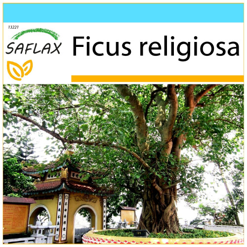 SAFLAX Geschenk Set - Buddhafeige - Ficus - 100 Samen
