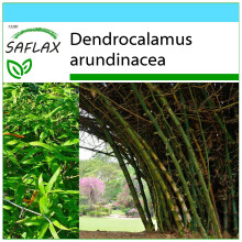 SAFLAX Geschenk Set - Dornenbambus - Dendrocalamus - 50 Samen