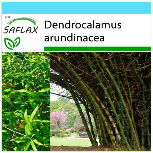 SAFLAX Set de regalo - Bambú de interior - 50 semillas - Dendrocalamus