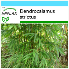 SAFLAX Geschenk Set - Kalkuttabambus - Dendrocalamus - 50 Samen