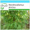 SAFLAX Geschenk Set - Kalkuttabambus - Dendrocalamus - 50 Samen 1