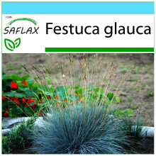 SAFLAX Geschenk Set - Blauschwingelgras - Festuca - 50 Samen
