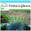 SAFLAX Geschenk Set - Blauschwingelgras - Festuca - 50 Samen 1