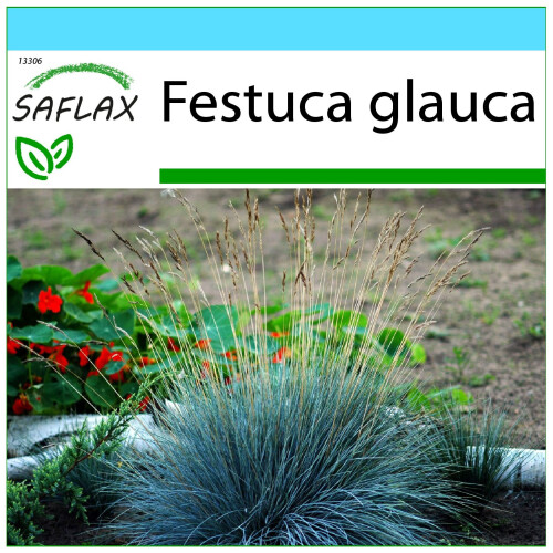 SAFLAX Geschenk Set - Blauschwingelgras - Festuca - 50 Samen