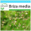 SAFLAX Geschenk Set - Herzzittergras - Briza - 75 Samen 1