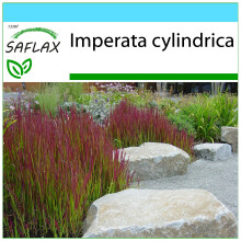 SAFLAX Geschenk Set - Blutgras - Imperata - 50 Samen