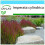 SAFLAX Geschenk Set - Blutgras - Imperata - 50 Samen 1