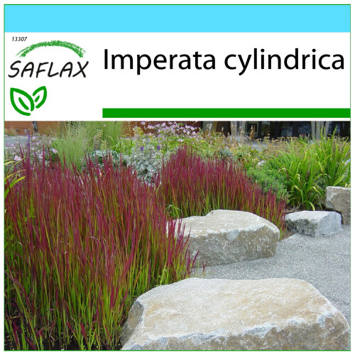 SAFLAX Geschenk Set - Blutgras - Imperata - 50 Samen