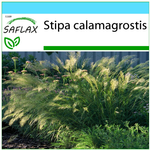 SAFLAX Geschenk Set - Kamelhaargras - Stipa - 50 Samen