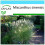 SAFLAX Geschenk Set - Chinaschilf - Miscanthus - 200 Samen 1