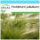 SAFLAX Geschenk Set - Mähnengerste - Hordeum - 70 Samen 1
