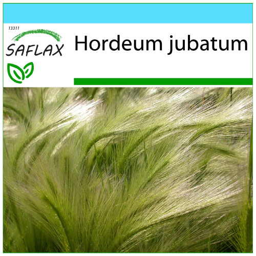 SAFLAX Geschenk Set - Mähnengerste - Hordeum - 70 Samen