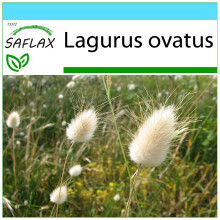 SAFLAX Geschenk Set - Hasenschwanzgras - Lagurus - 100 Samen