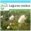 SAFLAX Geschenk Set - Hasenschwanzgras - Lagurus - 100 Samen 1