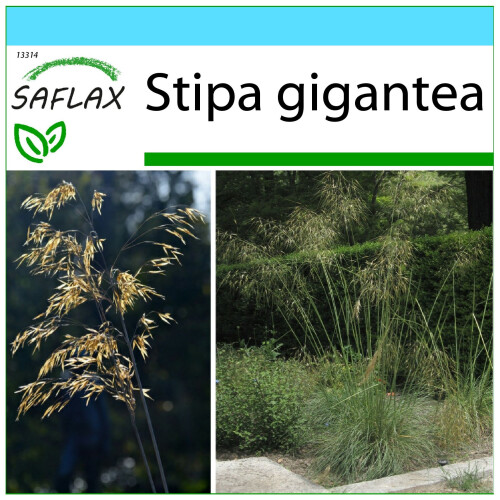 SAFLAX Geschenk Set - Federgras - Stipa - 10 Samen