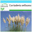 SAFLAX Geschenk Set - Pampasgras - Cortaderia - 200 Samen 1