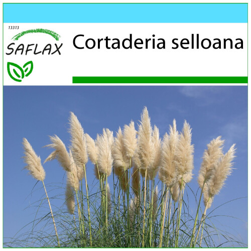 SAFLAX Geschenk Set - Pampasgras - Cortaderia - 200 Samen