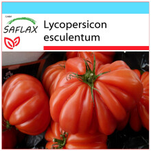 SAFLAX Geschenk Set - Tomate – Genovese - Lycopersicon - 10 Samen