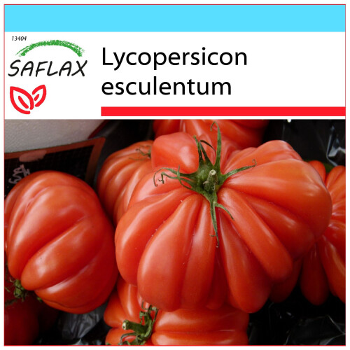SAFLAX Geschenk Set - Tomate – Genovese - Lycopersicon - 10 Samen