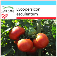 SAFLAX Geschenk Set - Tomate - Rose de Berne - Lycopersicon - 10 Samen