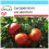 SAFLAX Geschenk Set - Tomate - Rose de Berne - Lycopersicon - 10 Samen 1