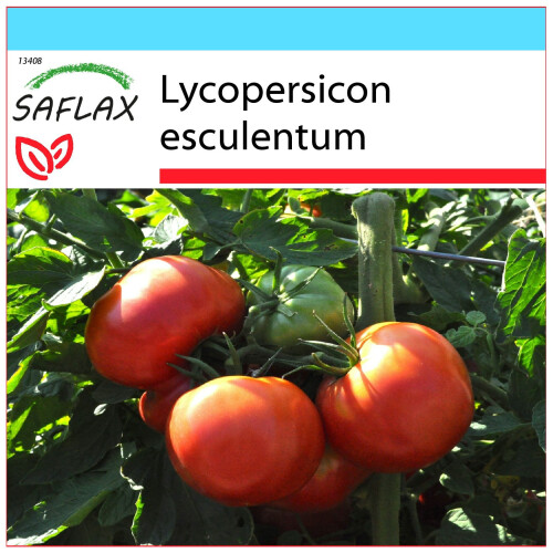 SAFLAX Geschenk Set - Tomate - Rose de Berne - Lycopersicon - 10 Samen