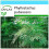 SAFLAX Geschenk Set - Riesenbambus - Phyllostachys - 20 Samen 1
