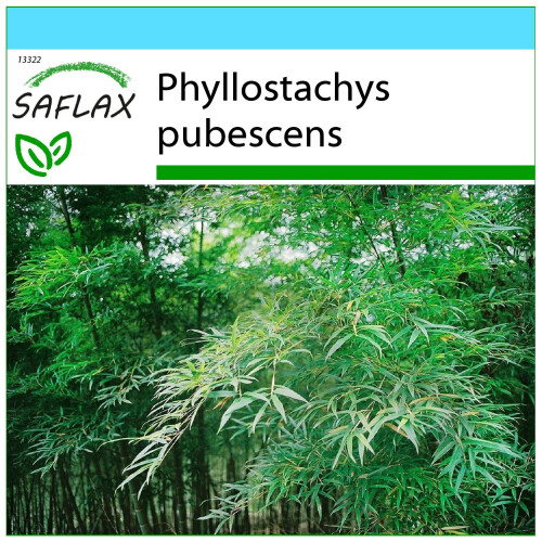 SAFLAX Geschenk Set - Riesenbambus - Phyllostachys - 20 Samen