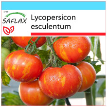 SAFLAX Geschenk Set - Tomate - Tigerella - Lycopersicon - 10 Samen