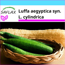 SAFLAX Geschenk Set - Luffa Schwammgurke - Luffa - 10 Samen