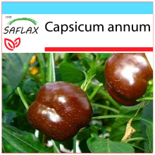 SAFLAX Geschenk Set - Paprika – Chocolate - Capsicum - 10 Samen