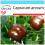 SAFLAX Geschenk Set - Paprika – Chocolate - Capsicum - 10 Samen 1